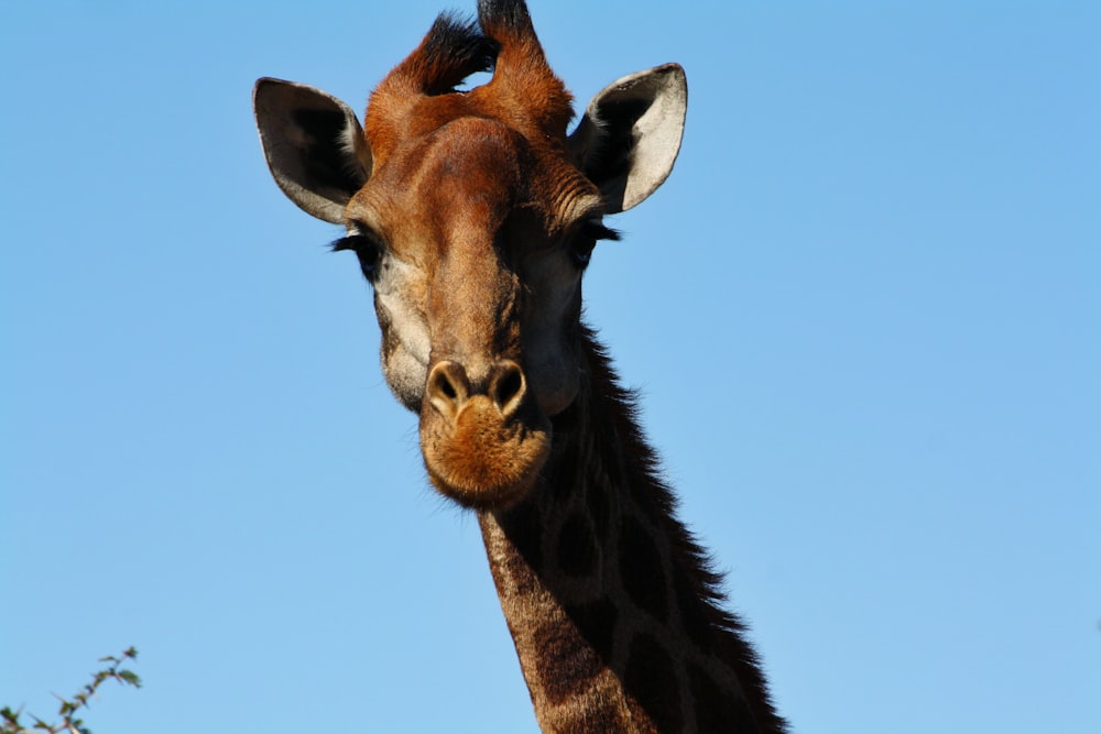 a giraffe with its head tilted to the side