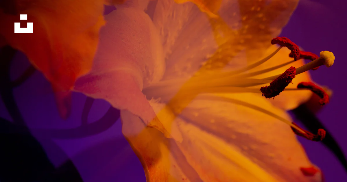 A close up of a flower photo – Free Flower Image on Unsplash
