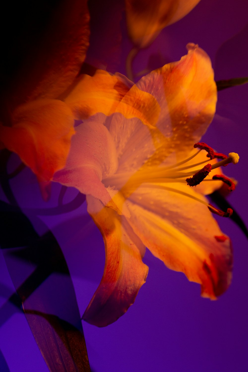 a close up of a flower