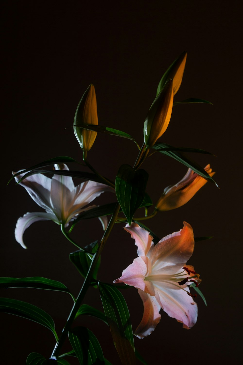 a close-up of some flowers