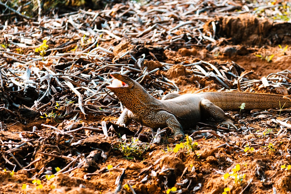 a lizard on the ground