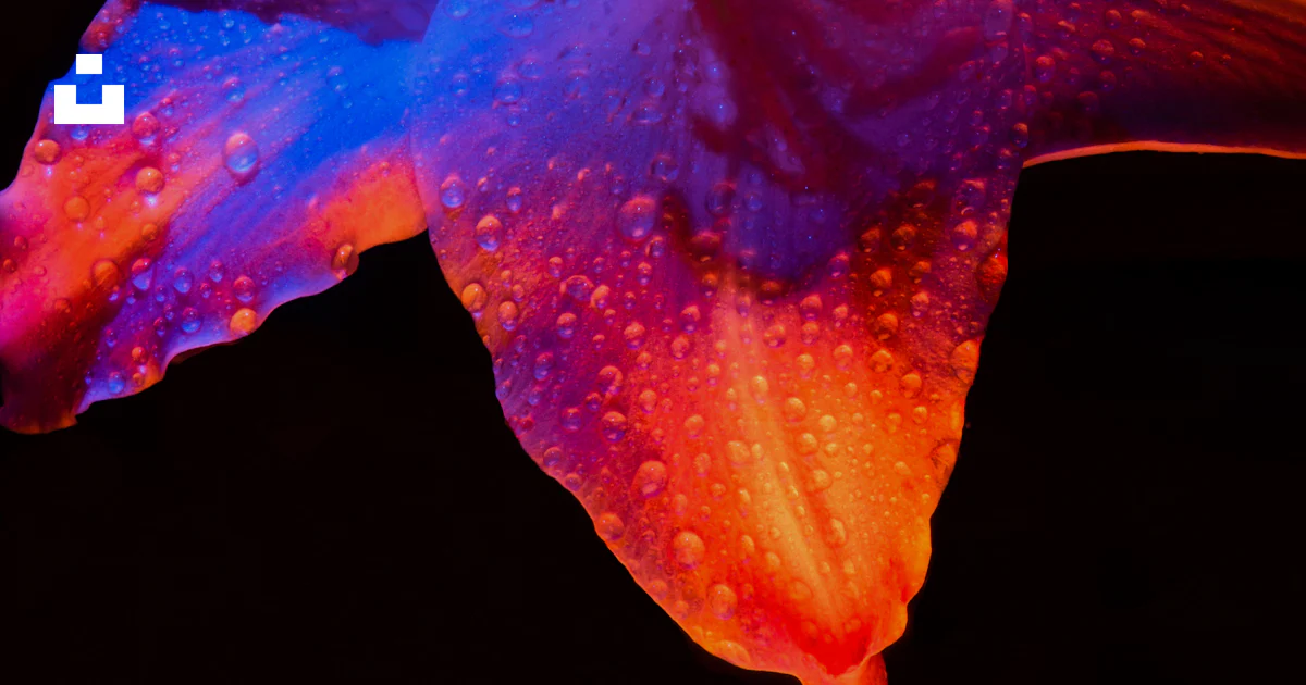 A close up of a flower photo – Free Flower Image on Unsplash