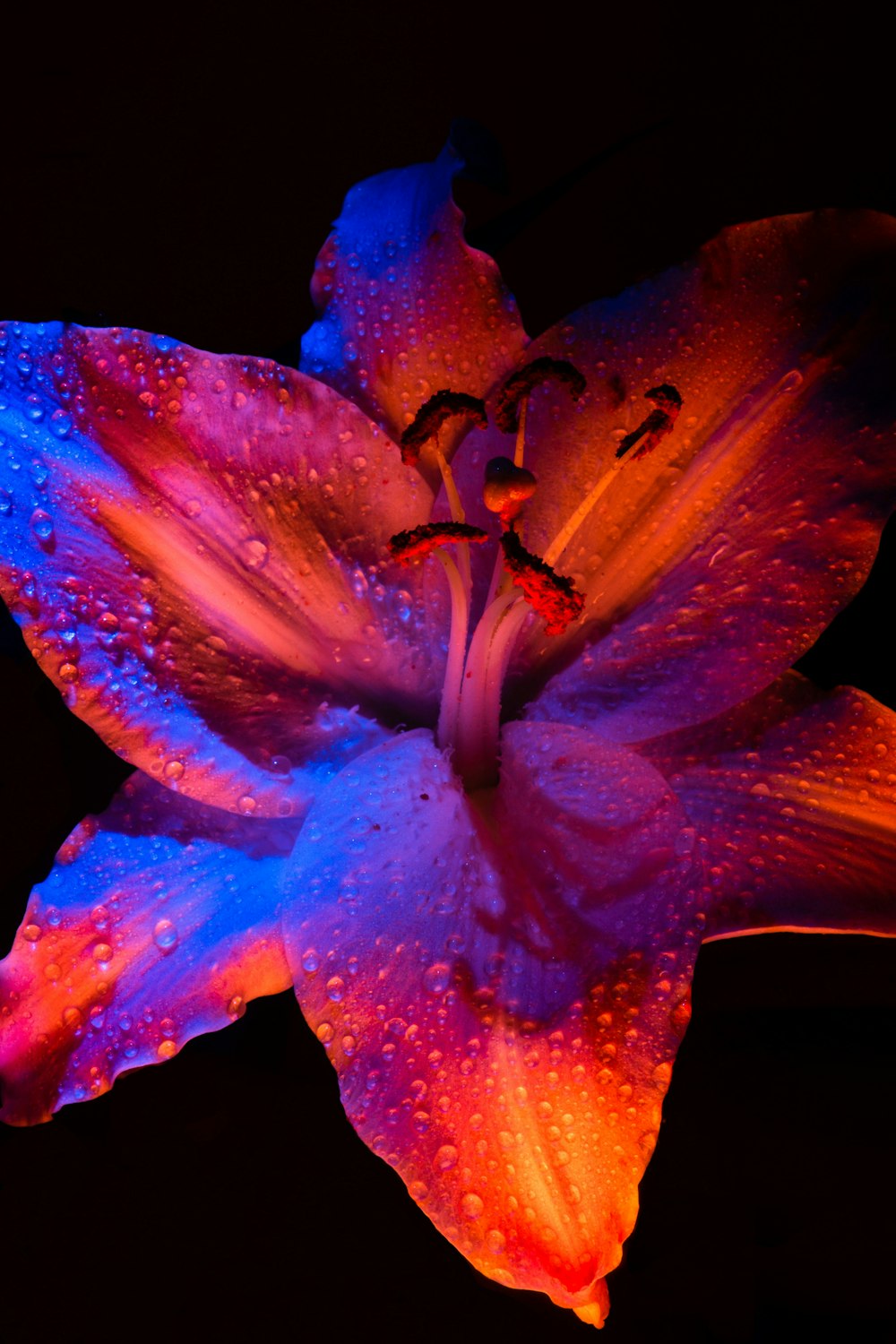 a close up of a flower