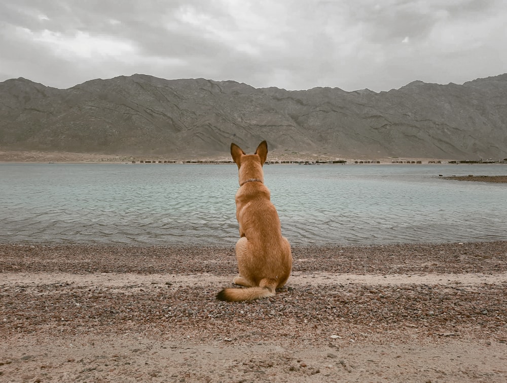 a dog sitting on a beach