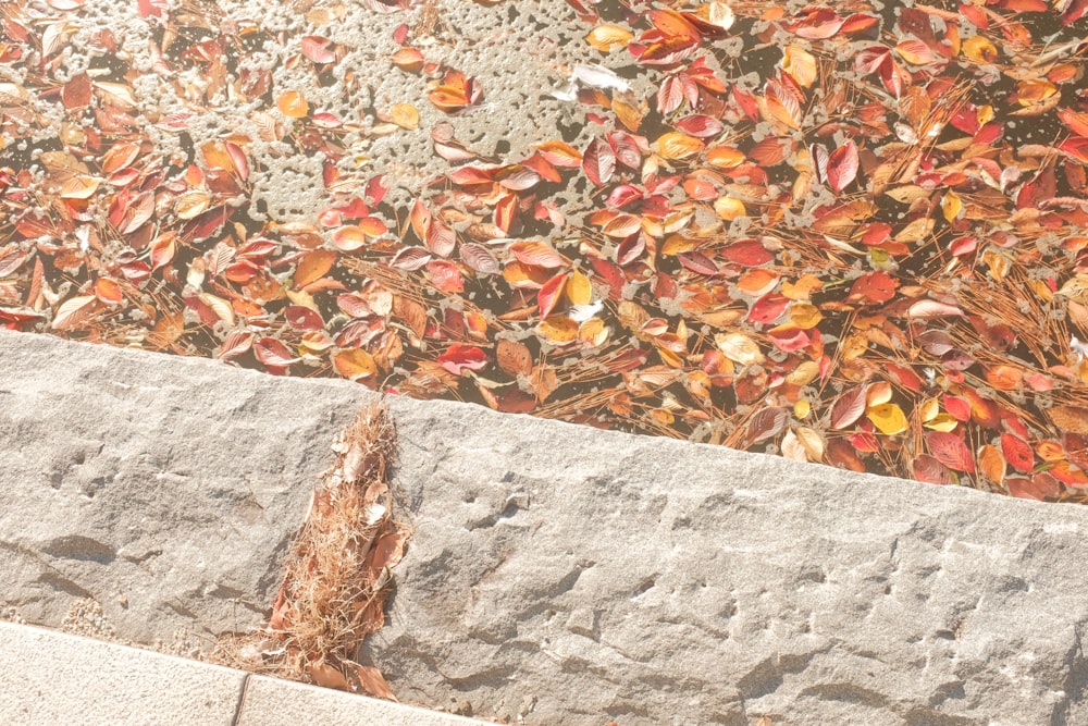 a tree with red leaves