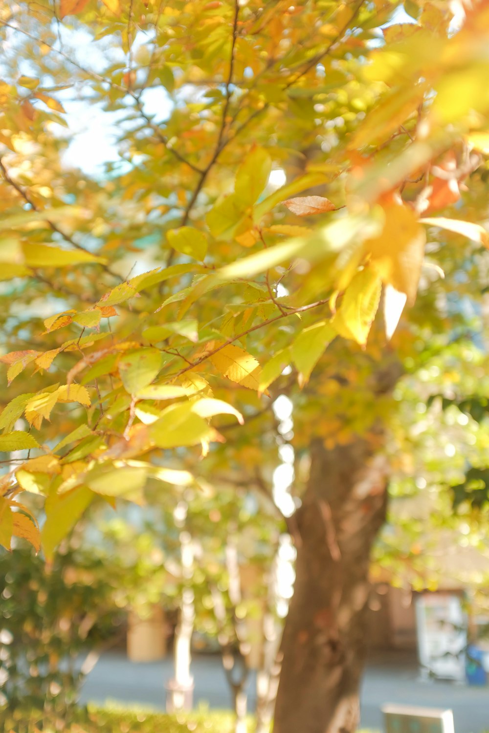 a tree with yellow leaves