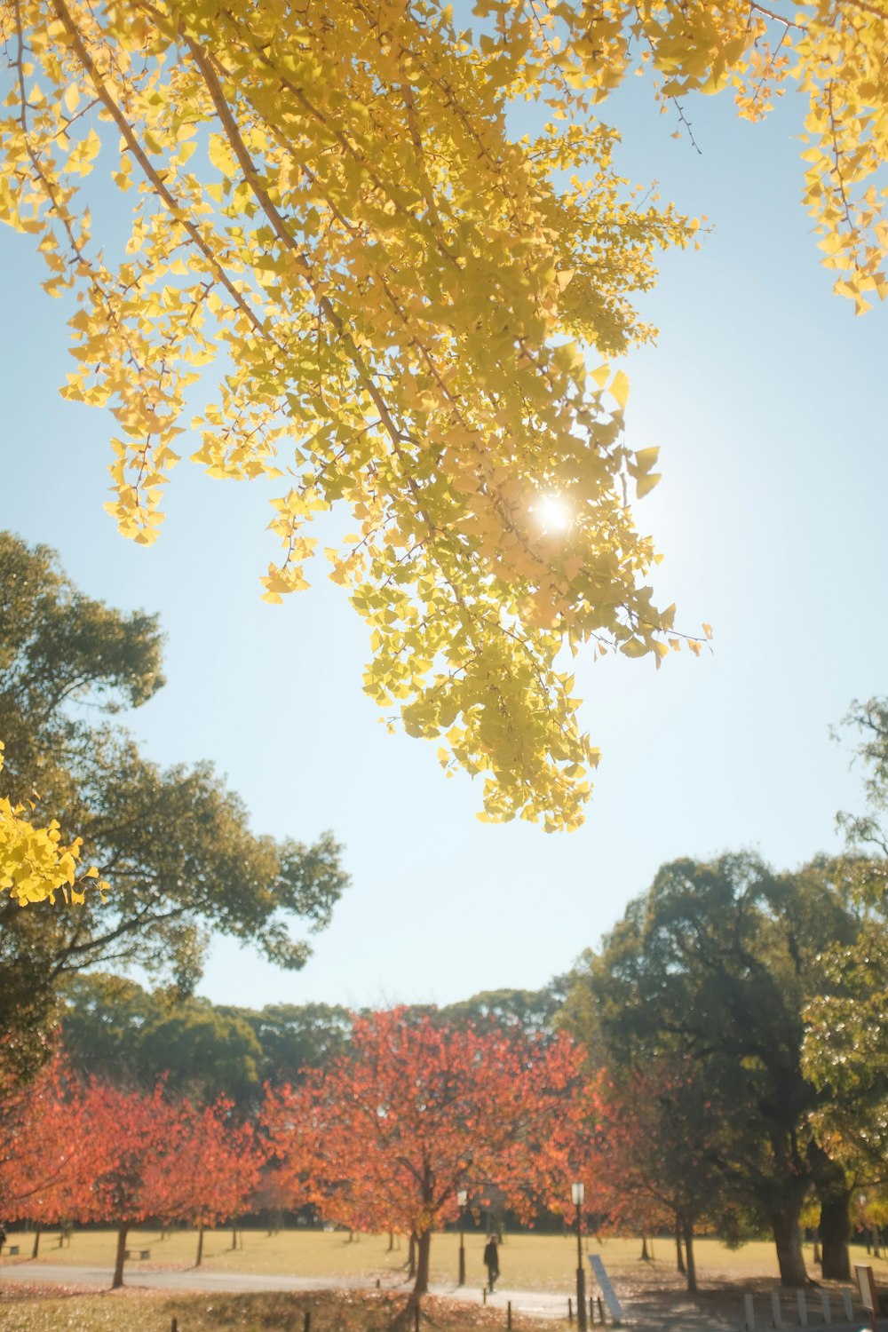 a tree with yellow leaves