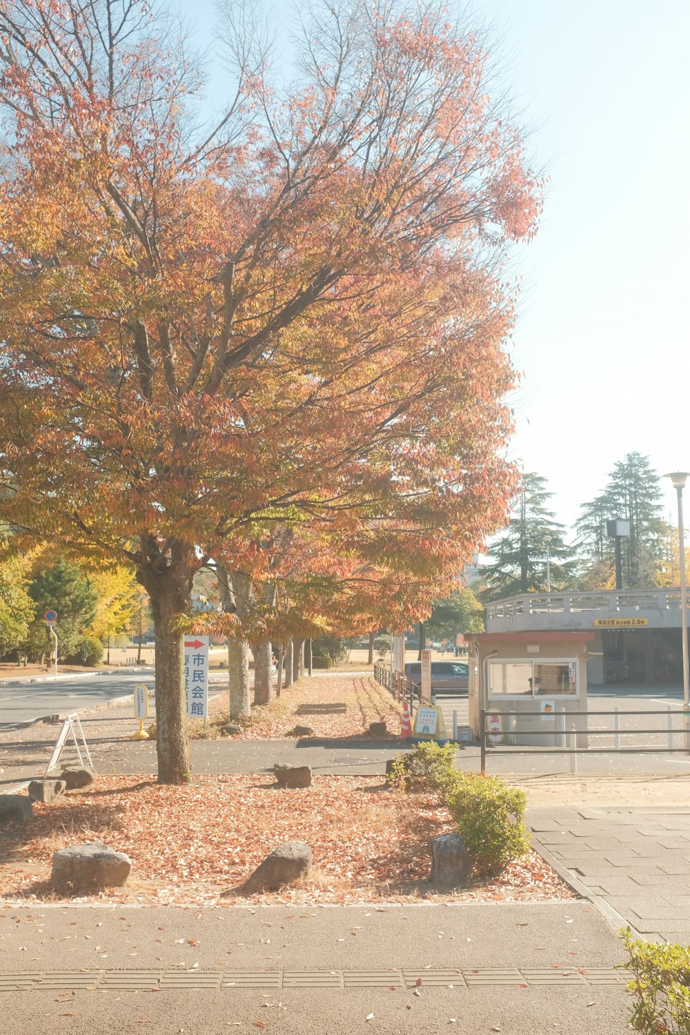 a tree in a park