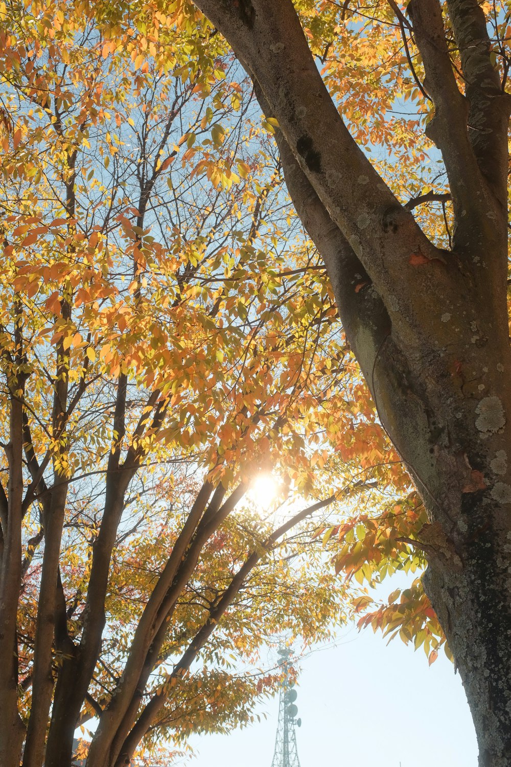 a group of trees with yellow leaves