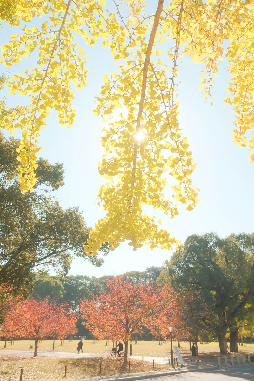 a group of trees with yellow leaves