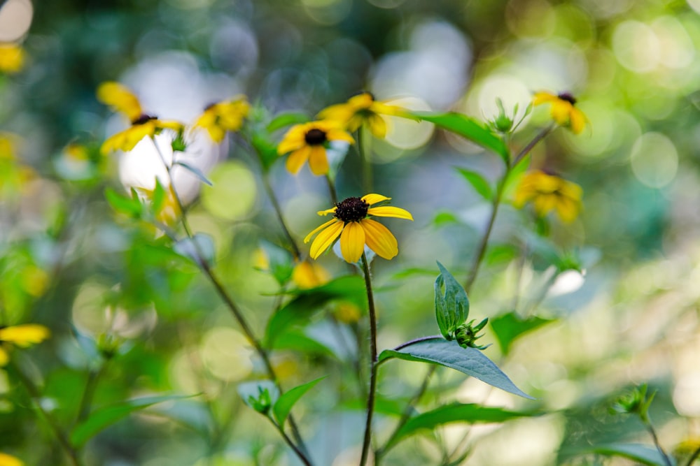 a bee on a yellow flower