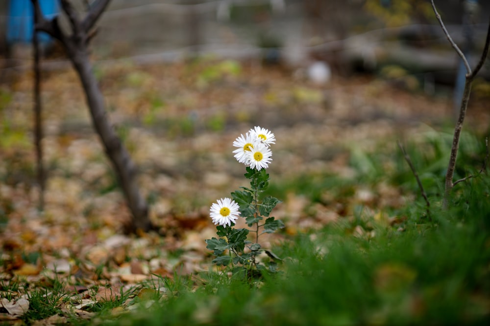 ein paar weiße Blumen