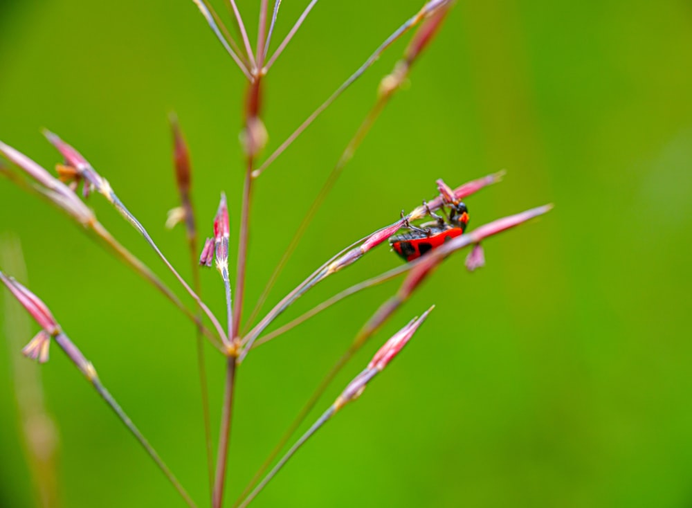 a couple of ants on a plant