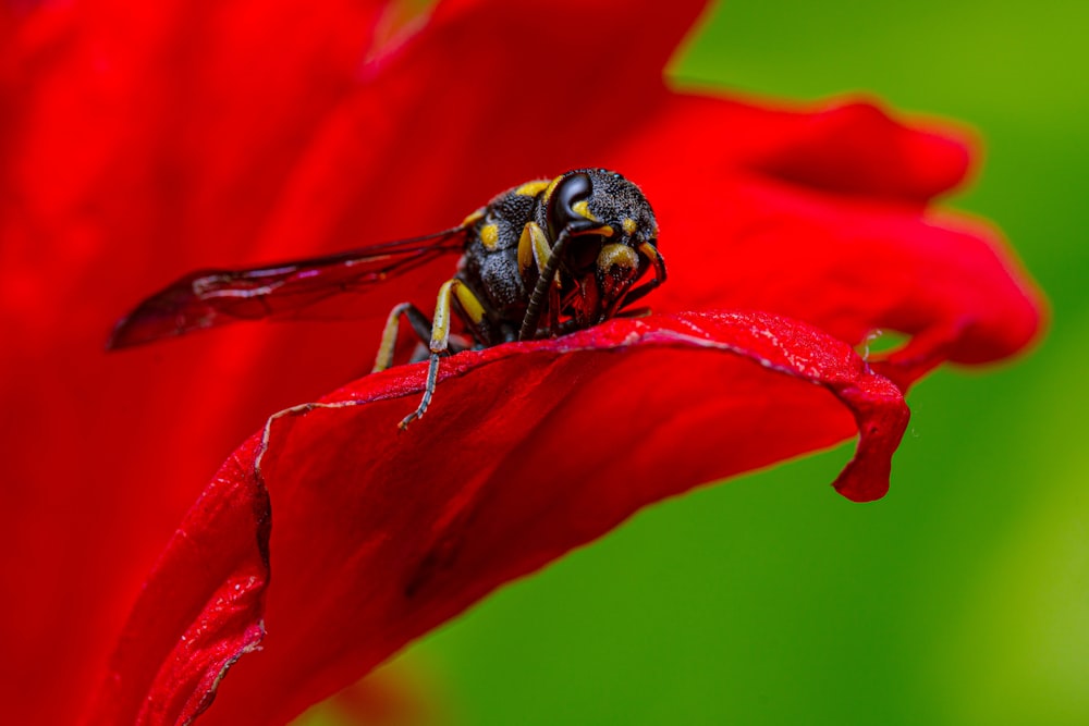 Una abeja en una flor roja