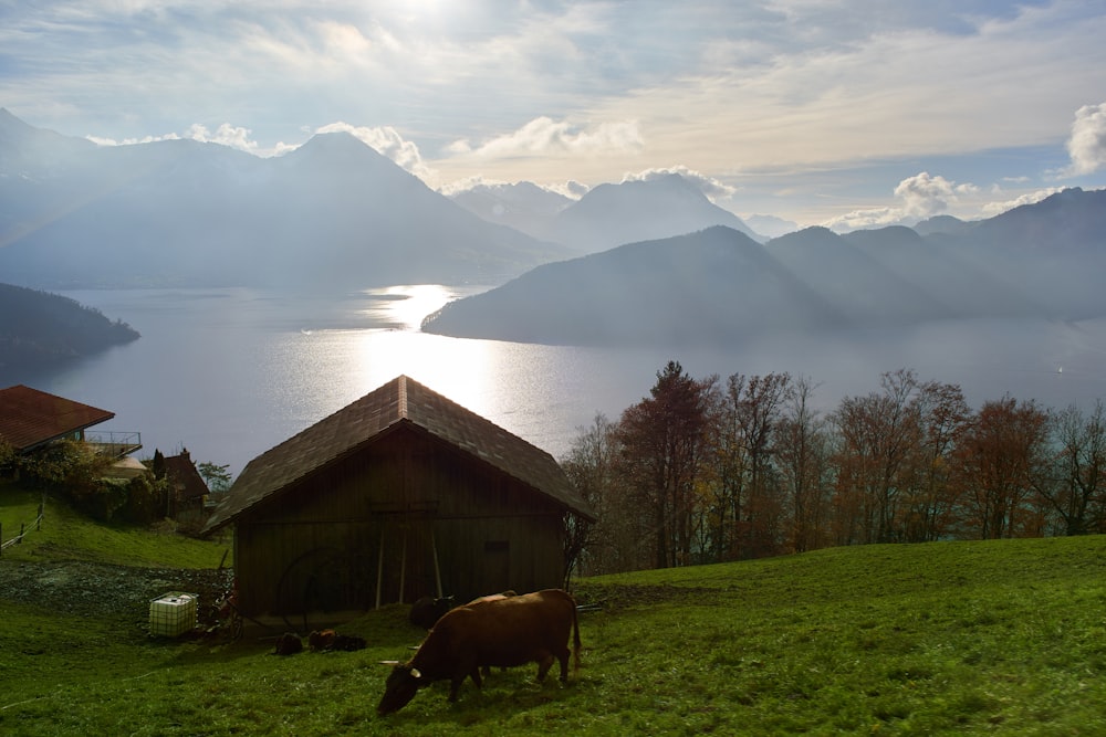 una mucca al pascolo in un campo