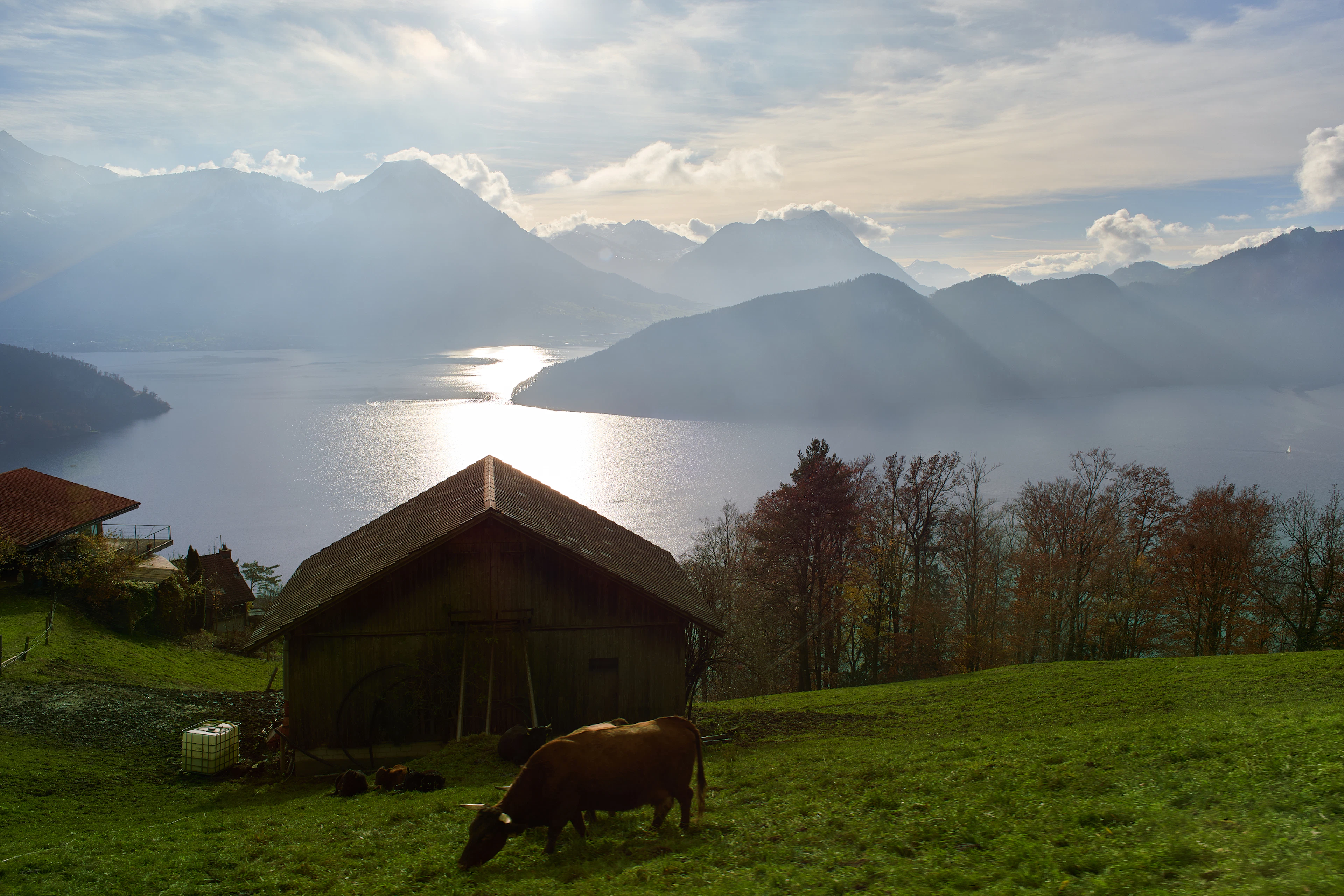 A wooden farm hut and grazing cow overlook Lake Lucerne, sunlight glinting on the water below.