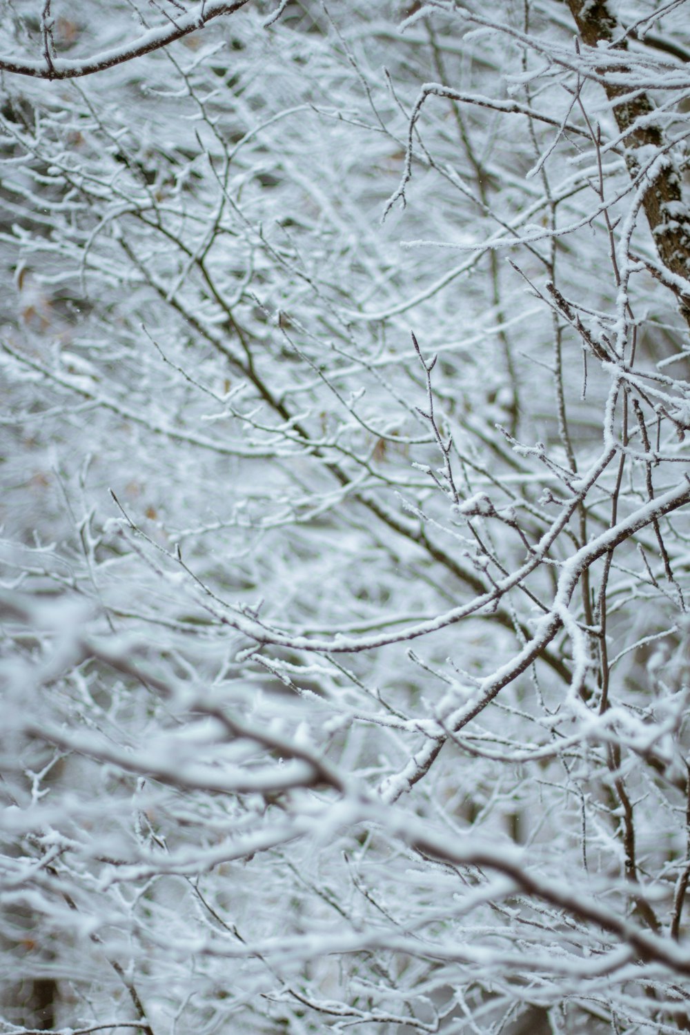 snow covered branches and leaves