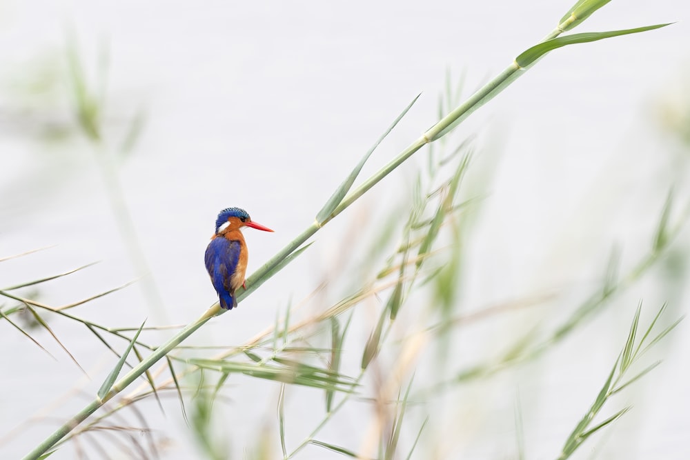 a bird sitting on a branch