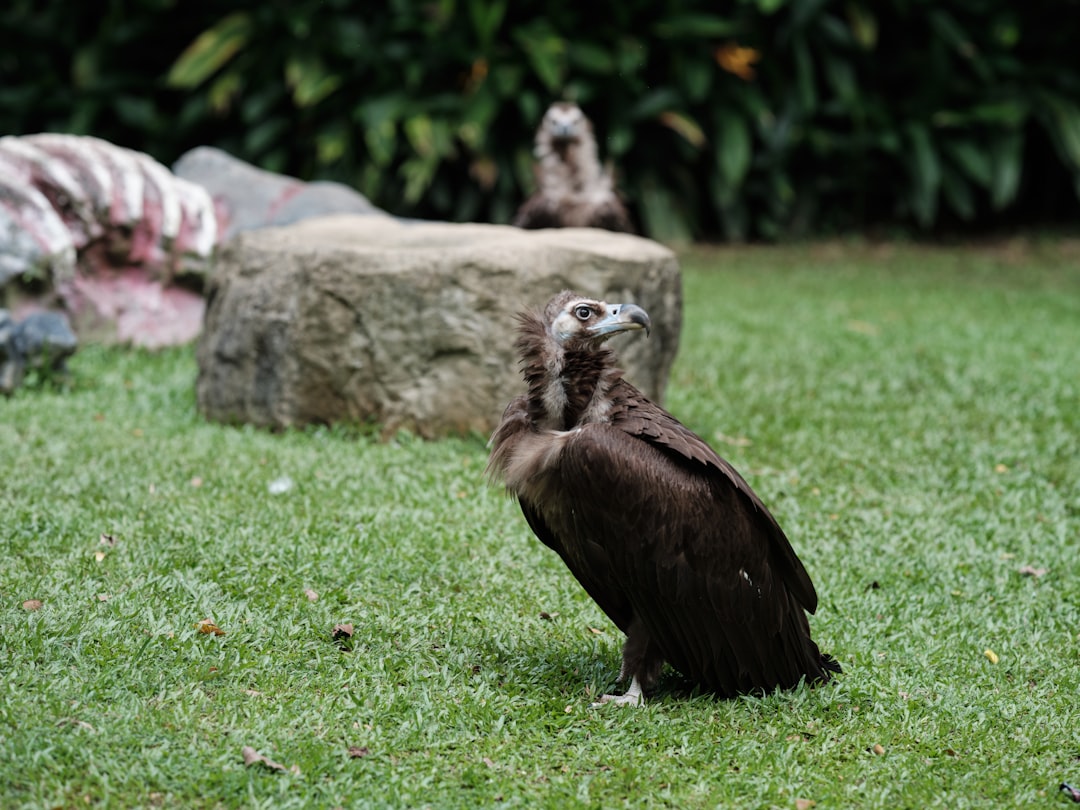a bird standing on grass,