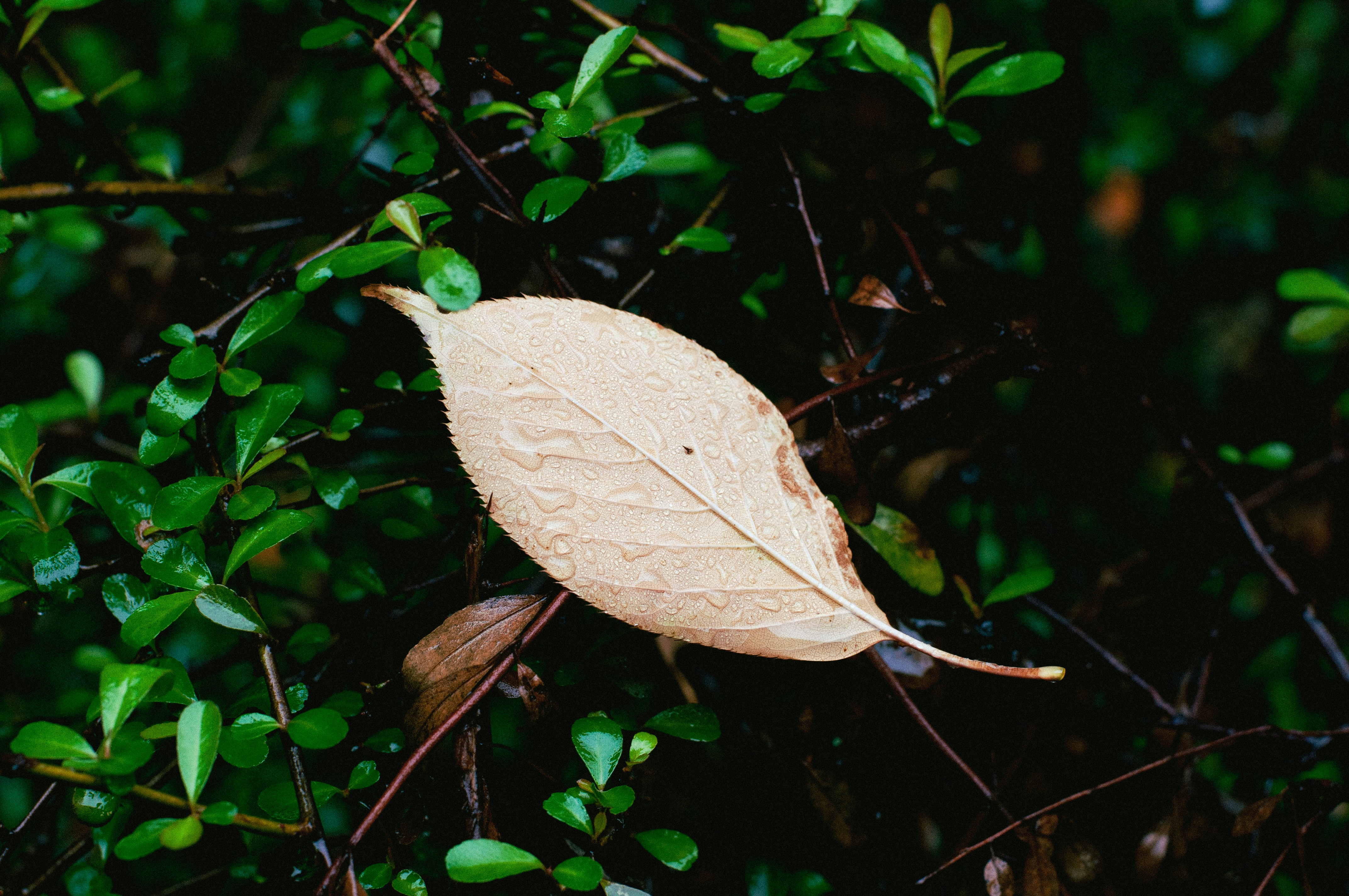 una falena bianca su un ramo