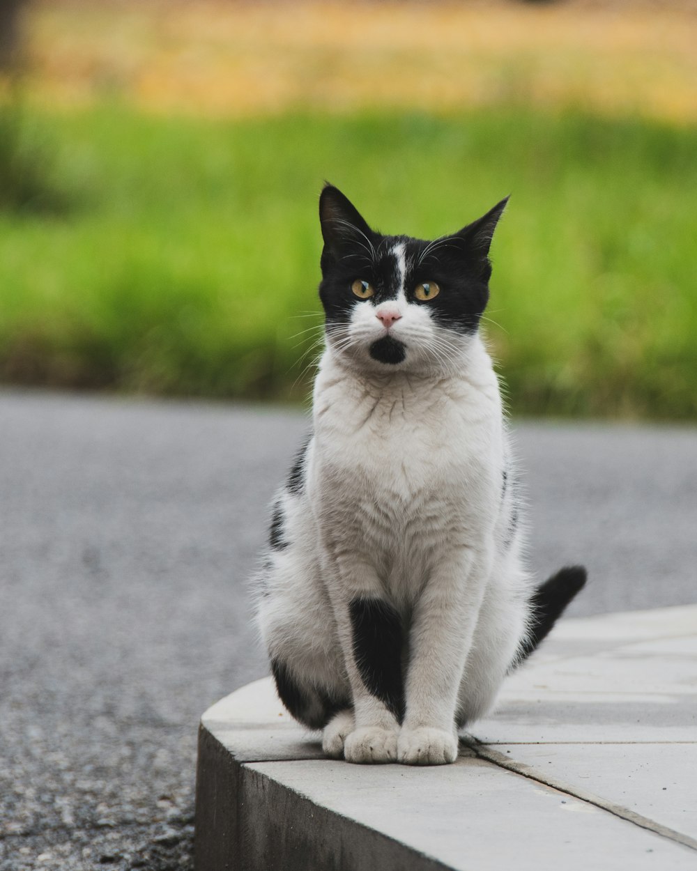 a cat sitting on a ledge