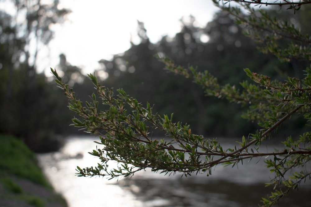 a tree with green leaves