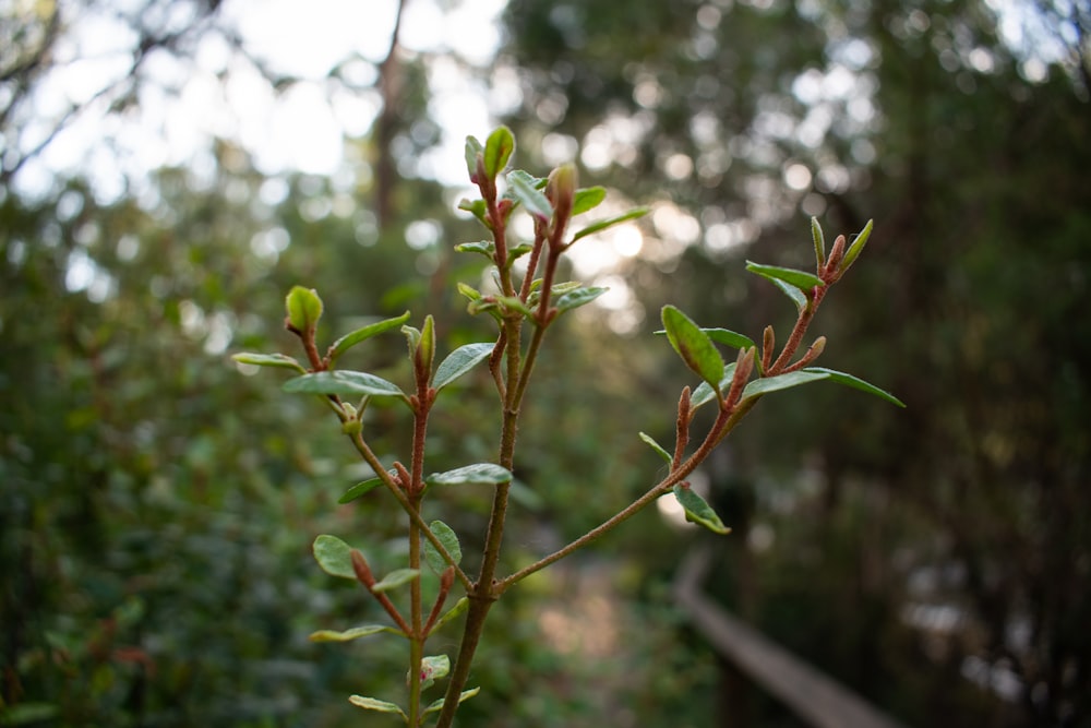 a close up of a plant