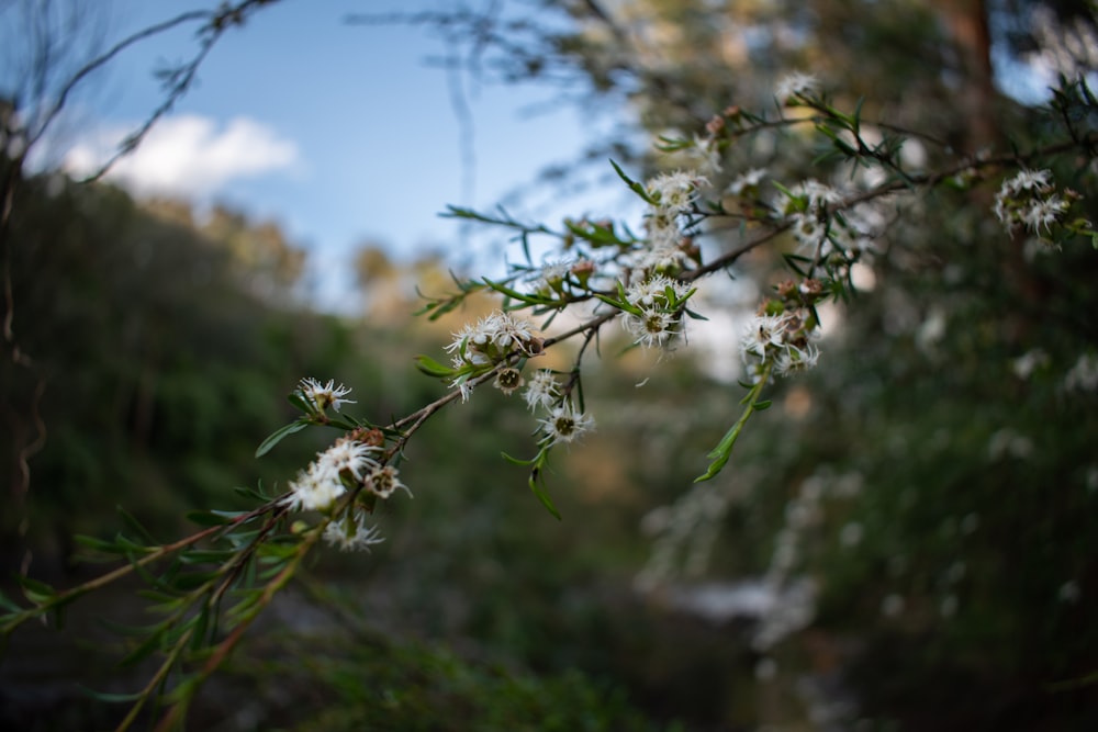 a close up of a tree branch