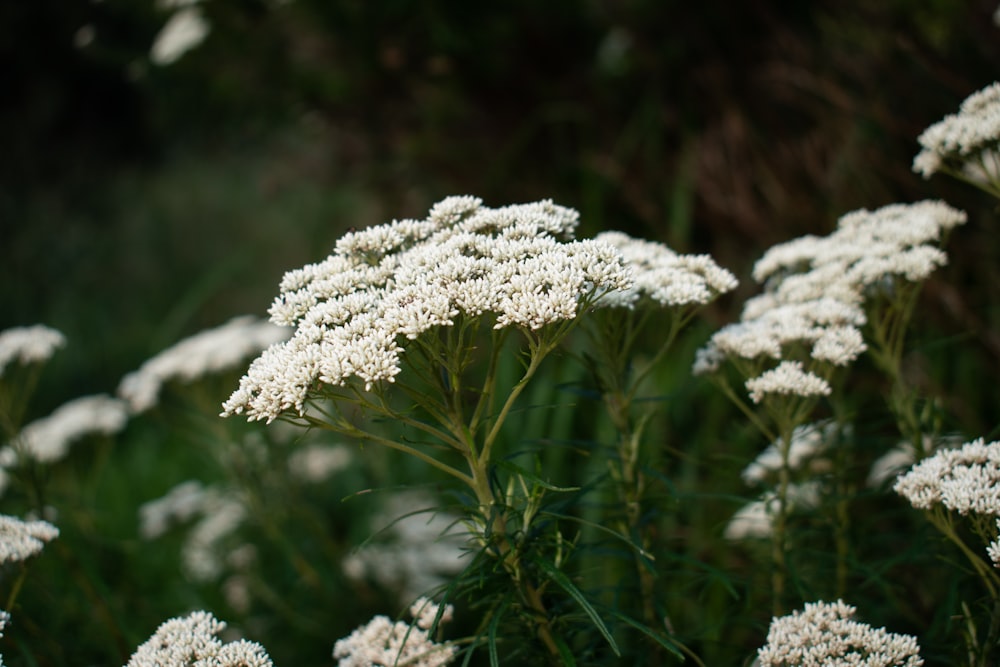 a close up of white flowers