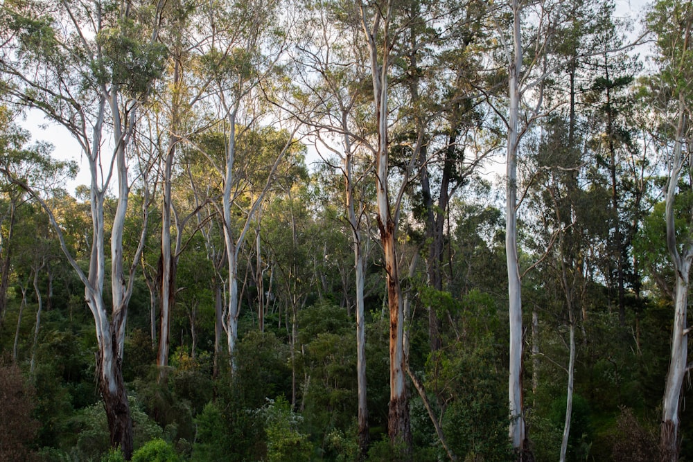 a forest of trees