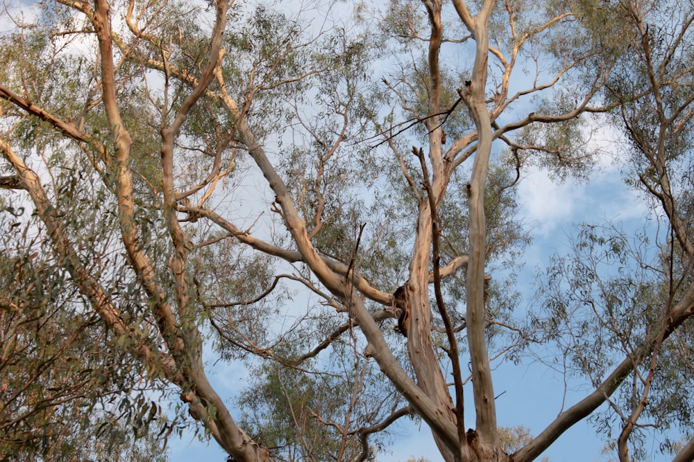 a group of trees with no leaves