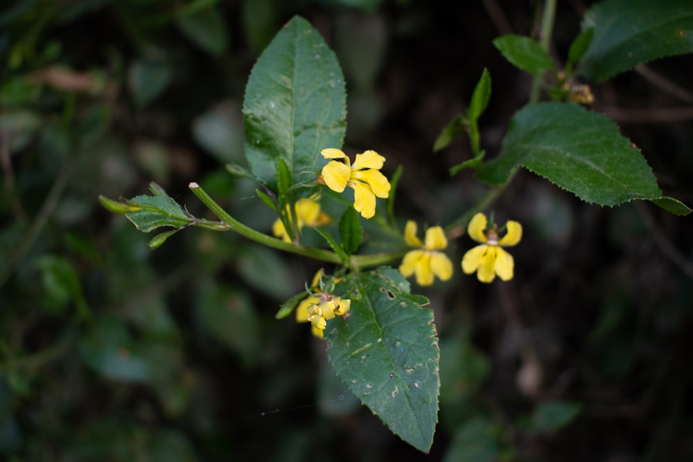 a close-up of a plant with yellow flowers