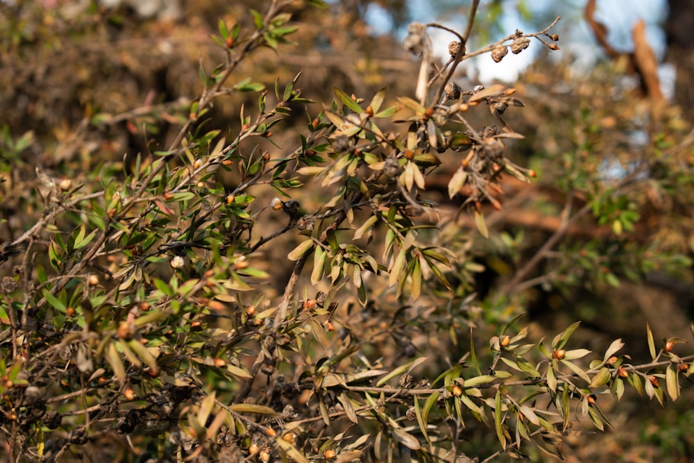 a close up of some grass