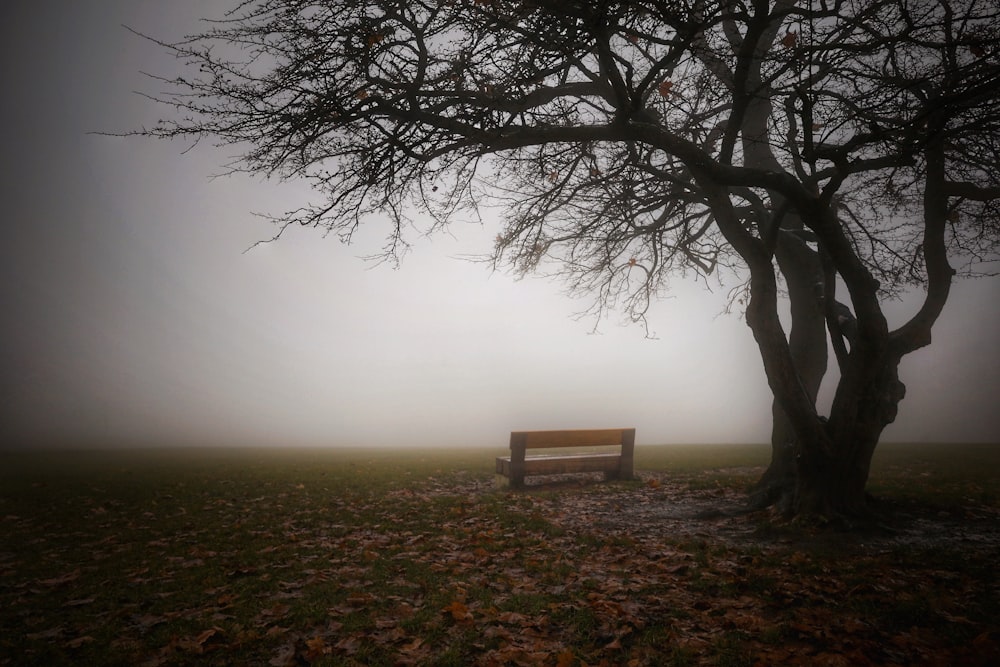 a bench in a foggy park