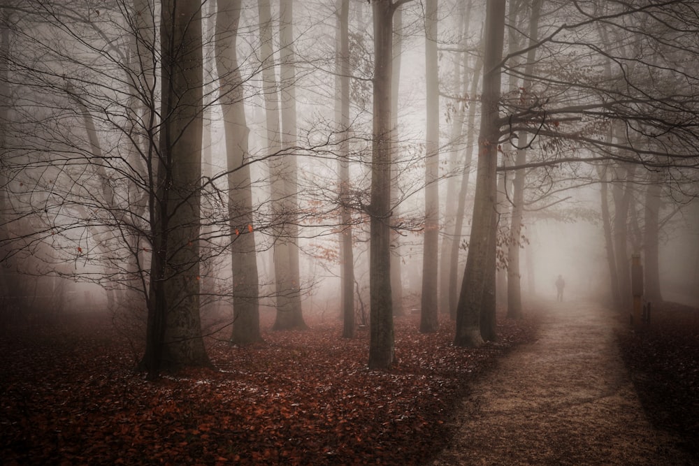 a foggy forest with trees