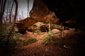 A natural arch of rock is surrounded by a dense forest with bare trees and scattered green foliage. The ground is carpeted with fallen leaves, creating a rustic and earthy environment. Sunlight filters through the trees, casting dappled shadows on the scene.