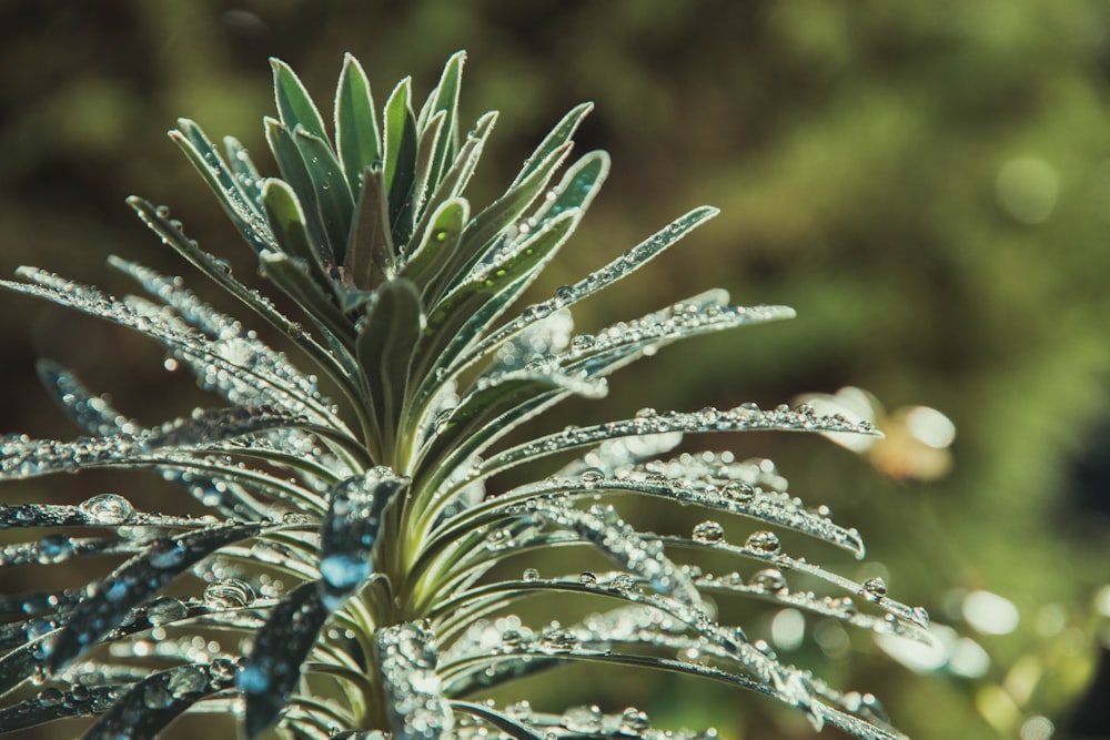 a close up of a plant