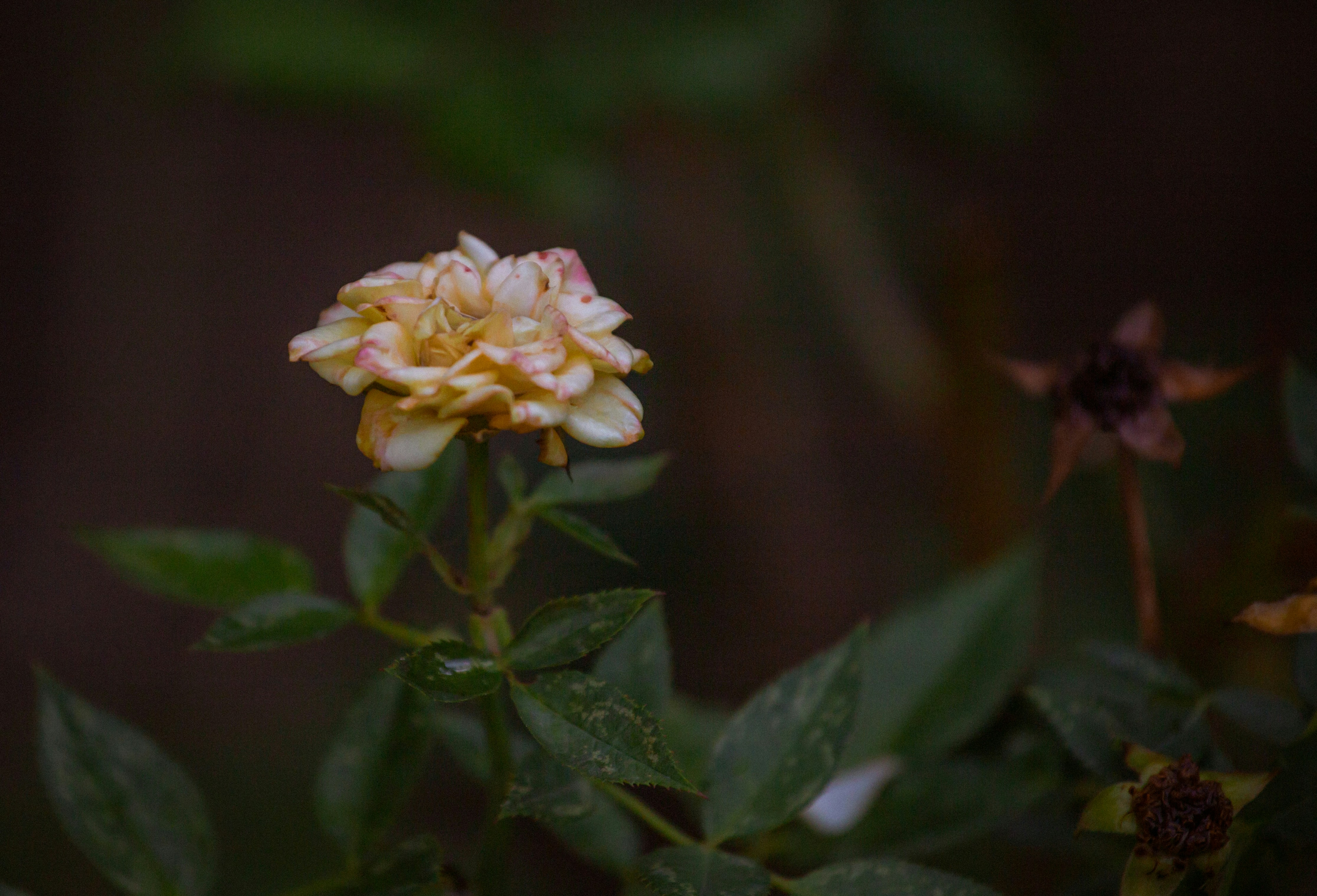 Photo by haryad