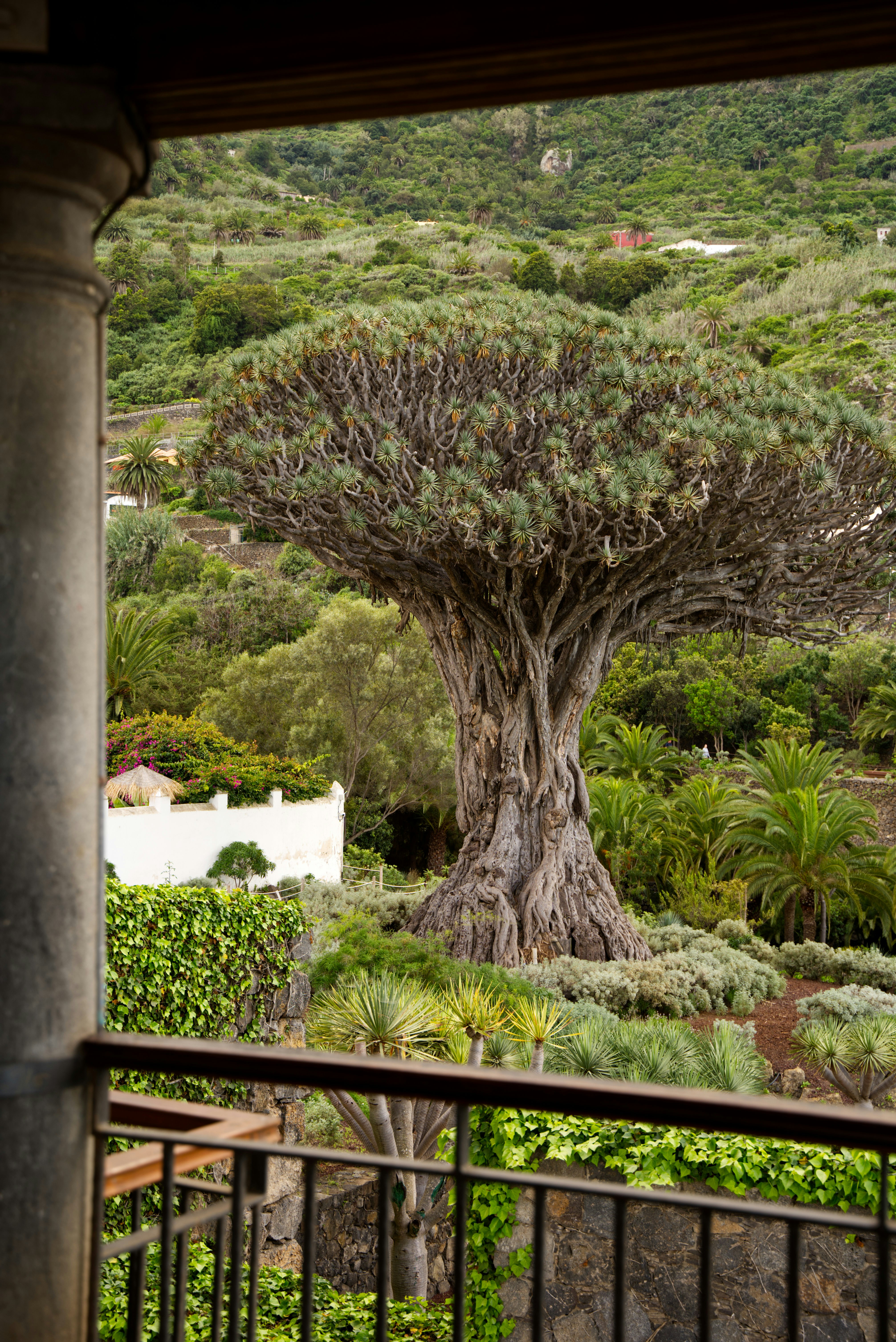 Un árbol en un patio