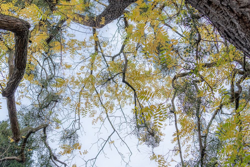 a group of trees with yellow leaves