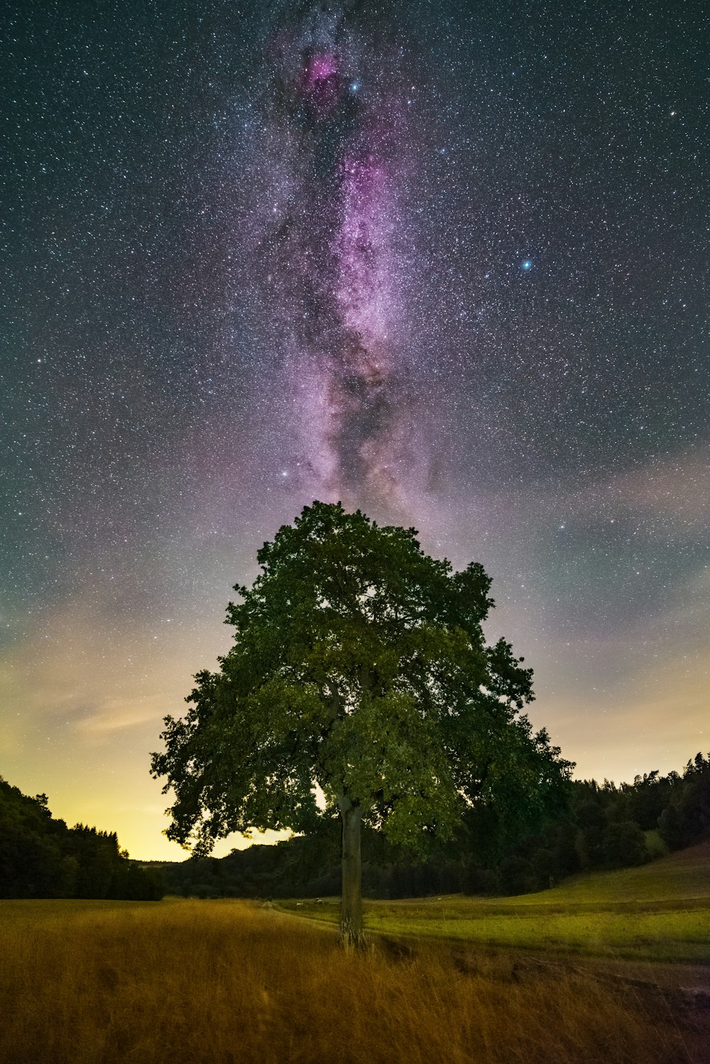 a tree in a field with stars in the sky