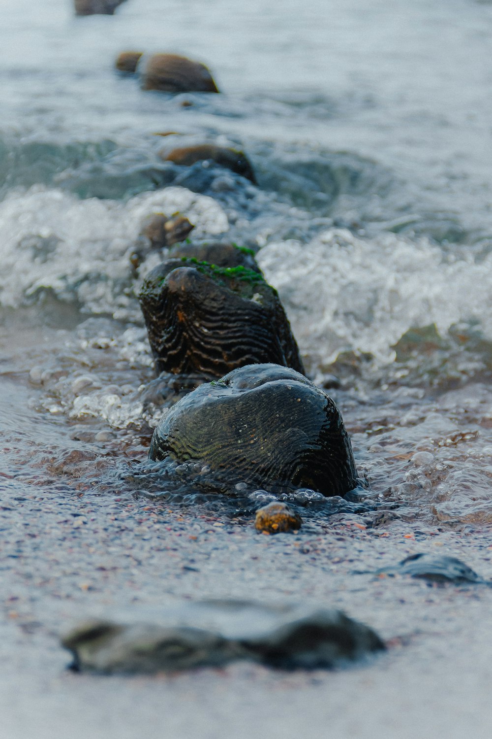 a seal lying on the beach