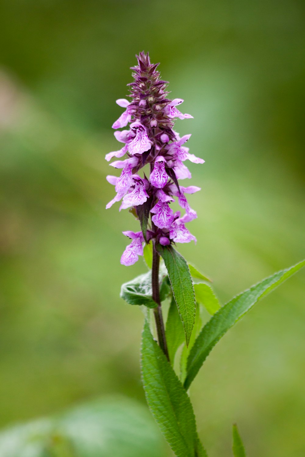 a close-up of a purple flower