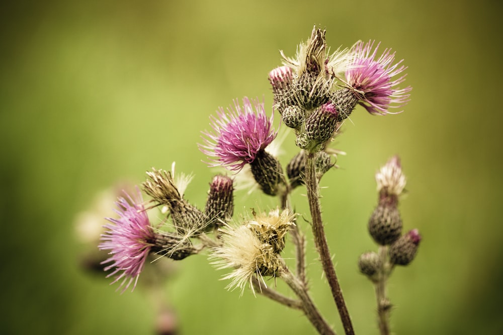 close up of a flower