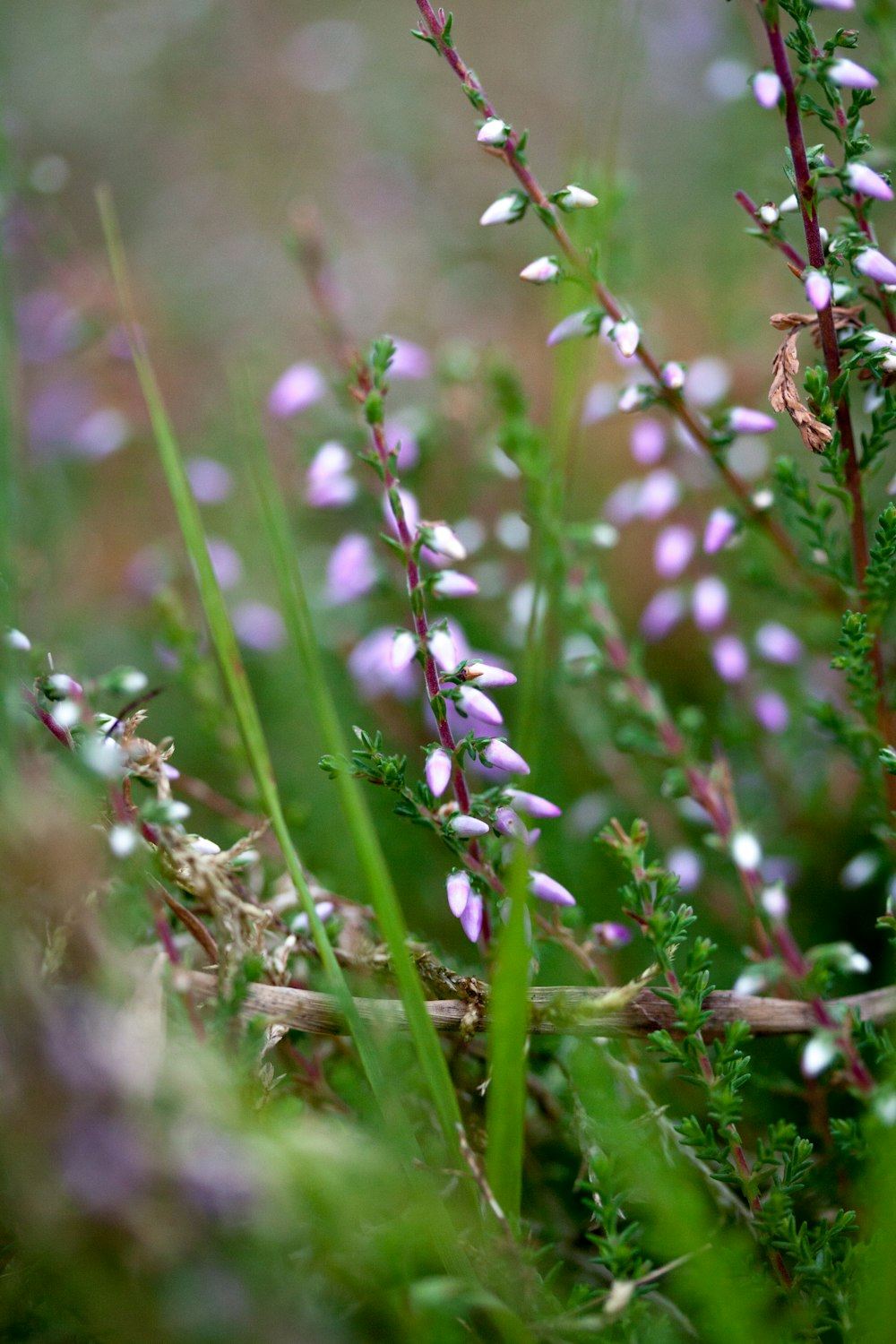 close up of a plant