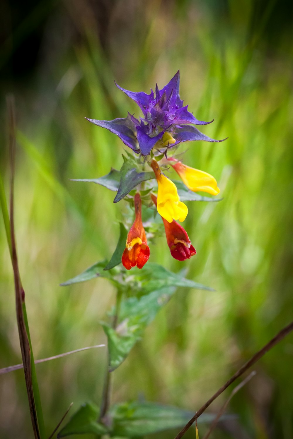 a close up of a flower