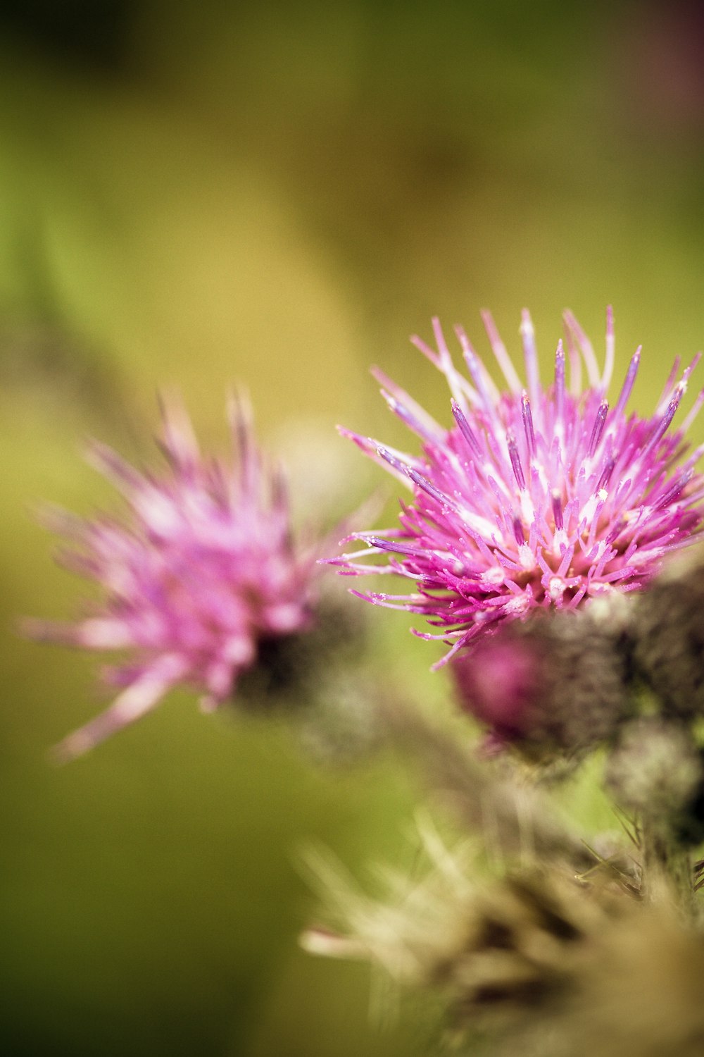 close up of a flower