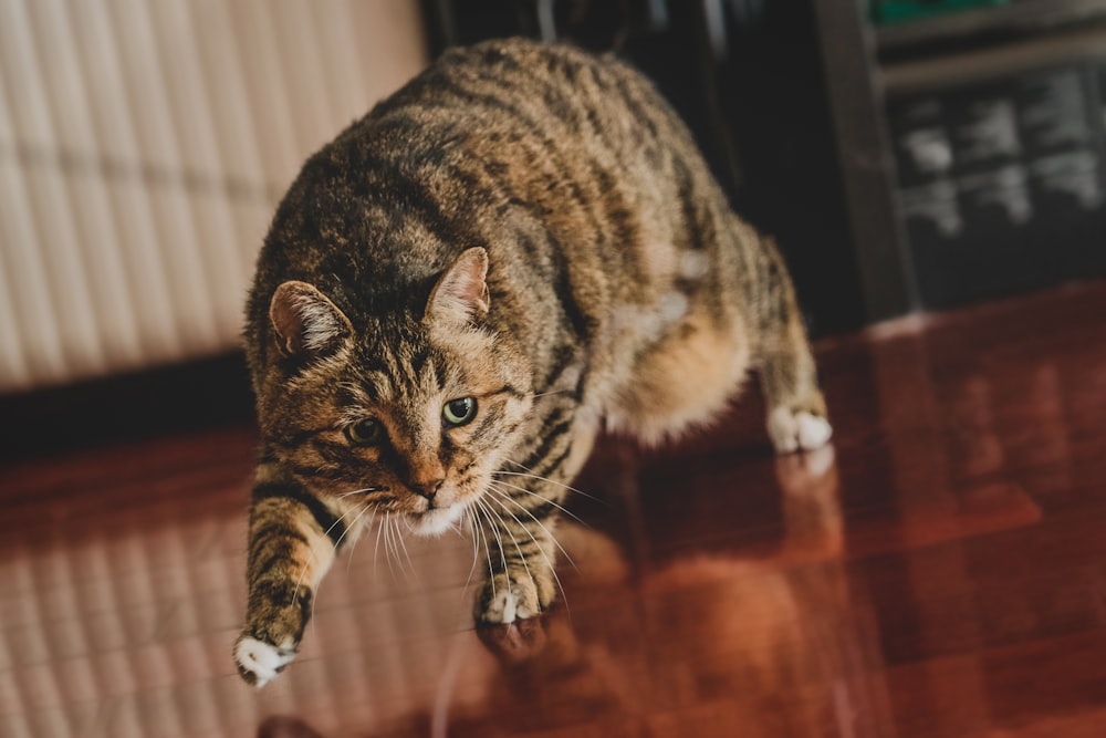 a kitten walking on a wood floor