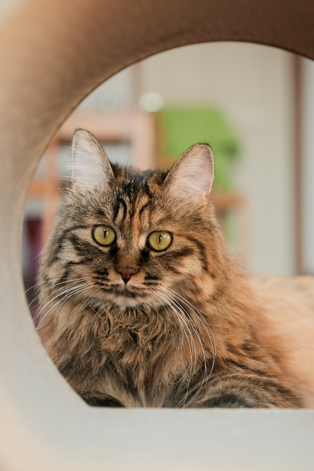 a cat sitting under a chair