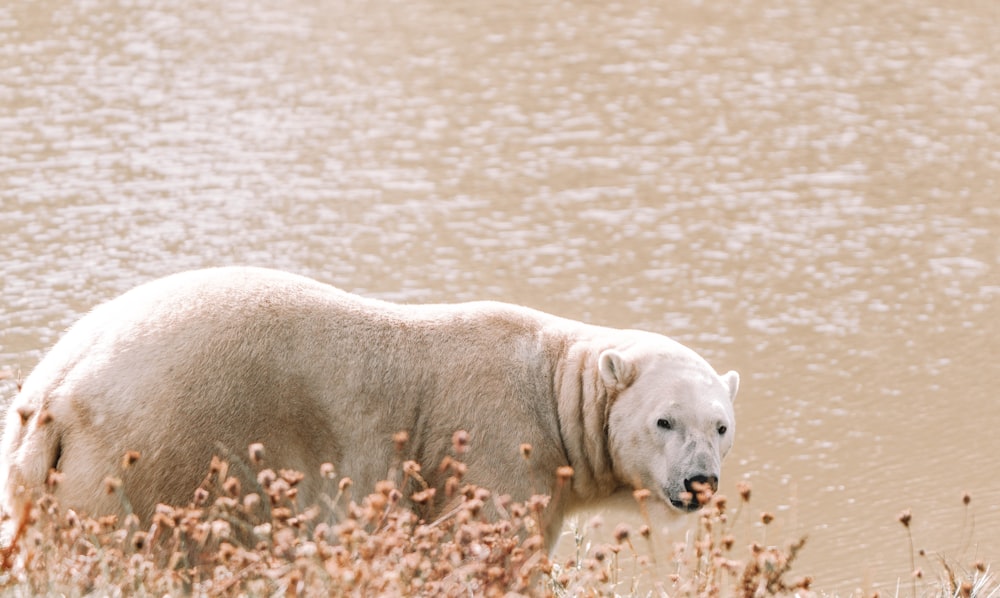 um urso polar na água